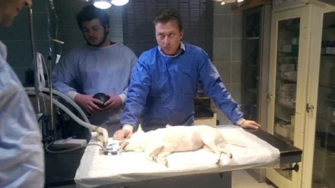Köpeğe Stent Takıldı İlk Kez