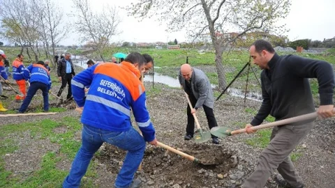 Soma İçin 301 Zeytin Fidanı