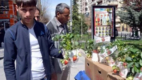 Siirt'te Süs Çileği Satışı