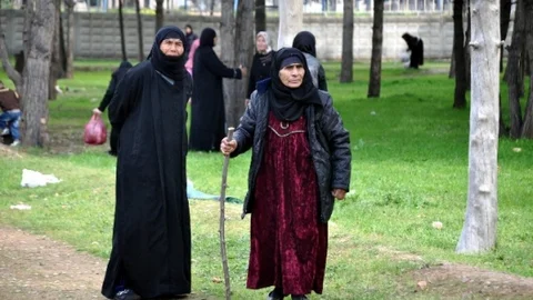 Yaşlı Çınarlar Pikniğe Gitti