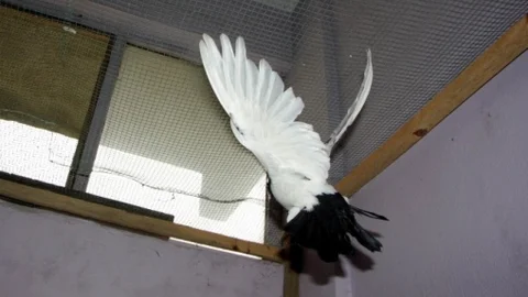 Bursa'da Güvercin Tutkusu