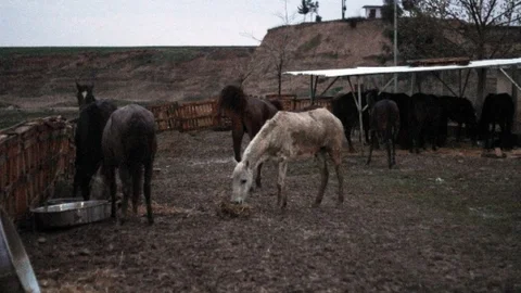 Adana'da At Kesimi Cezası