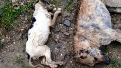 Turgutlu'da Köpekler Telef Oldu