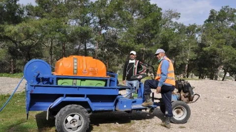 Silifke'de Ağaç Koruma Çalışmaları