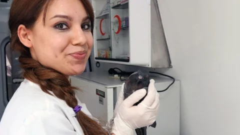 Yaralı Güvercine İlk Müdahale Yapıldı