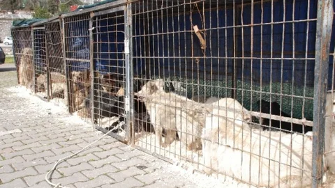 Çanakkale Biga'da Hayvan Kısırlaştırma