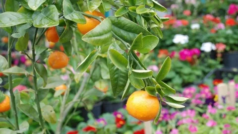 Tokat'ta Rengarenk Çiçekler Satışta