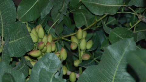 Siirt'te Meyve Üreticilerine Destek