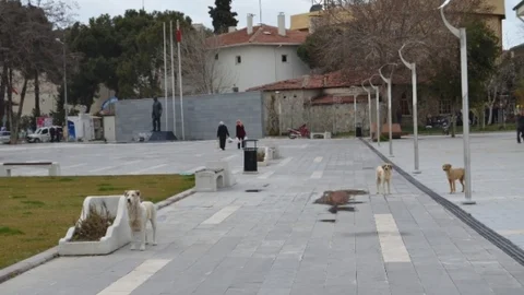 Kula'da Başıboş Köpek Sorunu
