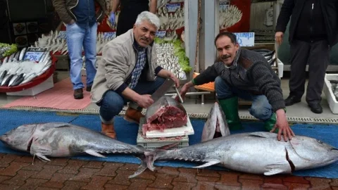 Mersin'de Şaşırtan Orkinos Balığı