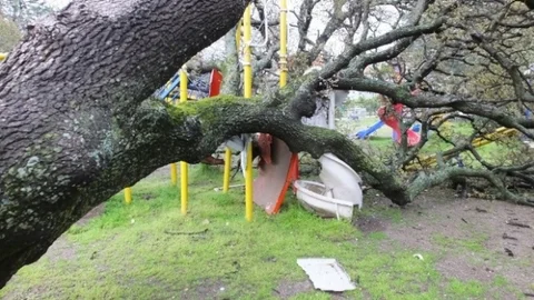 Aşırı Yağmur Meşe Ağacını Devirdi