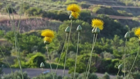 Tüllüşah Bitkisi İçin Koruma Projesi