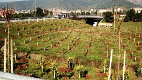 Kocaeli'de 6 Milyon Ağaç Dikildi