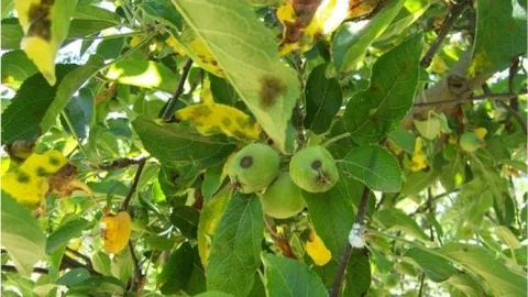 Elma ve Armut Bahçelerinde Karaleke Hastalığına Dikkat Edin