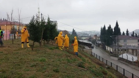Dilovası'nda Ağaçlandırma Faaliyetleri Sürüyor