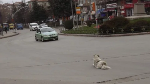 Eskişehir'de Sokak Köpeği Keyif Yapıyor