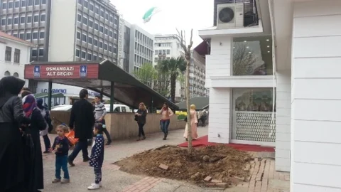 Bursa'da Tarihi Çınar Yenilendi