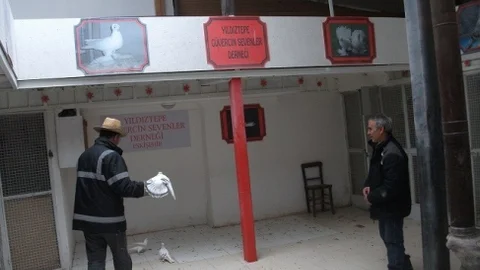 Eskişehirli Güvercin Severler Bahara Hazırlanıyor