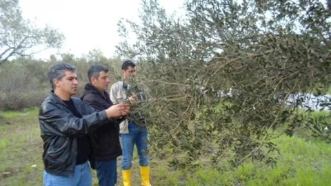 Burhaniye'de Zeytin Ağaçları İçin Takip Başladı