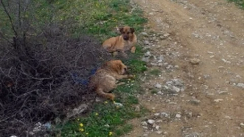 Yalova'da Terk Edilen Köpekler