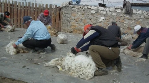 Tiftik Keçisi Kırkım Sezonu Açıldı