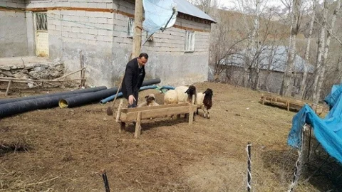 Küçükbaş Hayvanlar Yavru Atıyor