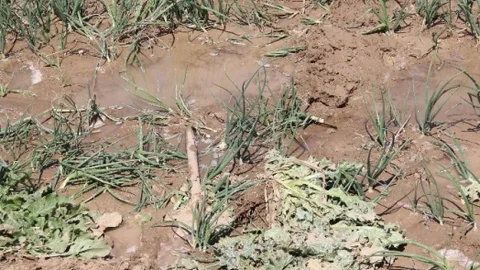 Adana'da Tarlada Kalp Krizi