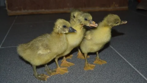 Tekirdağ'da Kaz Üretimi Başarısı
