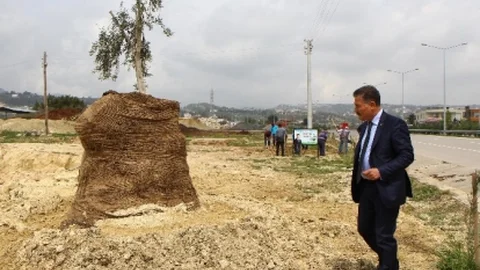 8 Asırlık Zeytin Ağacı Toroslar'da Yeniden Hayat Bulacak