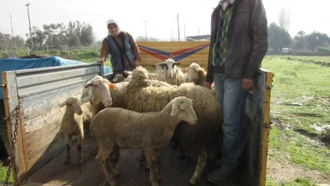Nazilli'de Hayvan Hırsızları Yakalandı
