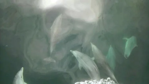 Sinop'ta Yunusların Gösterisi