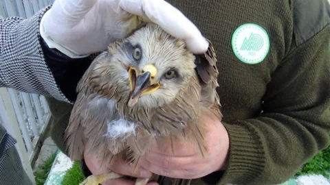 Iğdır'da Yaralı Kızıl Şahin Tedavi Altında