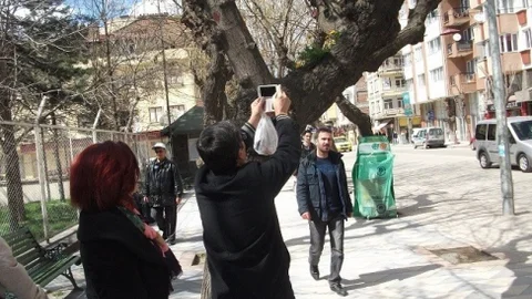 Eskişehir'de Dikkat Çeken Çiçek