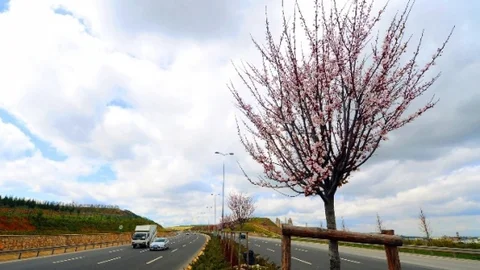 Ankara Bulvarı'nda Bahar Coşkusu