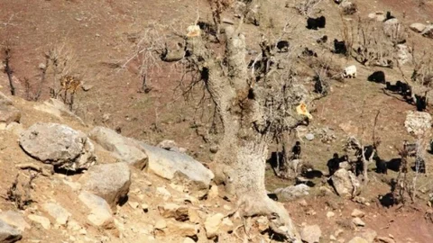 Van'da Yabani Bıttımlar Fıstığa Dönüşüyor