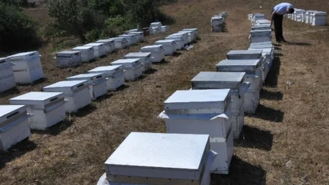 Ordu'da Arıcılara Bahar Uyarısı