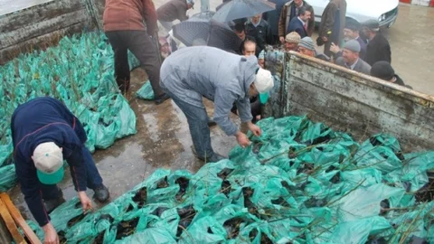 Pazarlar'da Fidan Dağıtımı Gerçekleştirildi