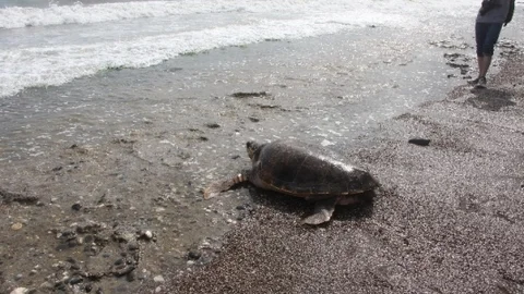 Üç Caretta Caretta Denize Salındı