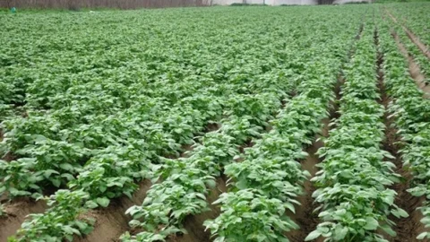 Ödemiş'te Patates Hasadı Yaklaşıyor