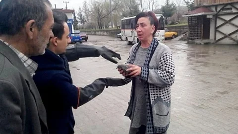 Bartın'da Güvercin Kurtarma Çabası