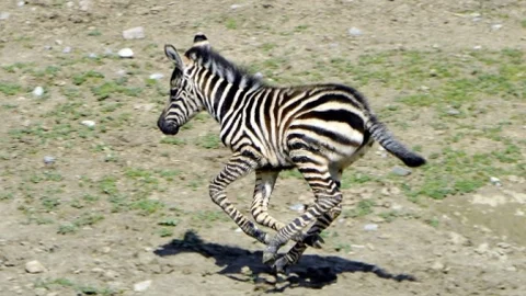 İzmir'de Zebra Doğum Heyecanı