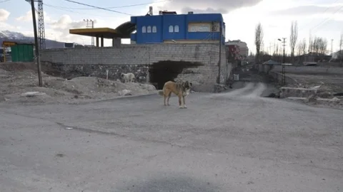 Doğubayazıt'ta Sokak Köpeklerine Aşı Yapıldı