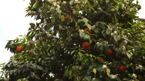 Adana'da Karnaval Ağaçları Budandı