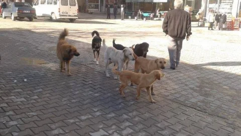 Erfelek'te Sokak Köpekleri Sorunu