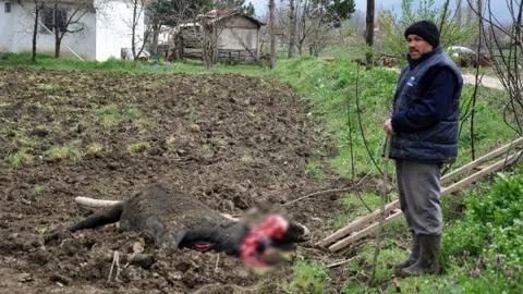 Bursa İnegöl'de Hayvan Telefi