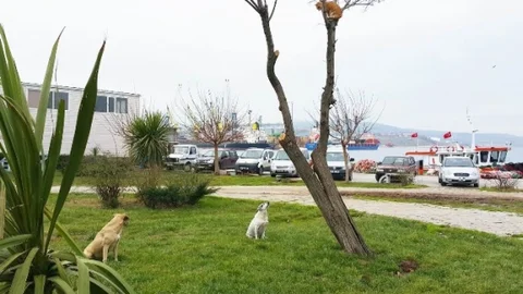 Balıkesir'de Köpeklerin Bekleyişi