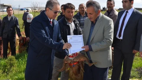 Kilis'te Damızlık Koç Dağıtımı Gerçekleşti