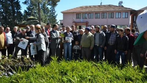 Bafra'da Fidan Dağıtımı Yapıldı