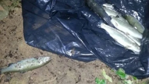 Marmaris'te Balık Hırsızlığı Olayı