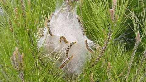 Korkuteli'nde Çam Kese Sorunu Yok